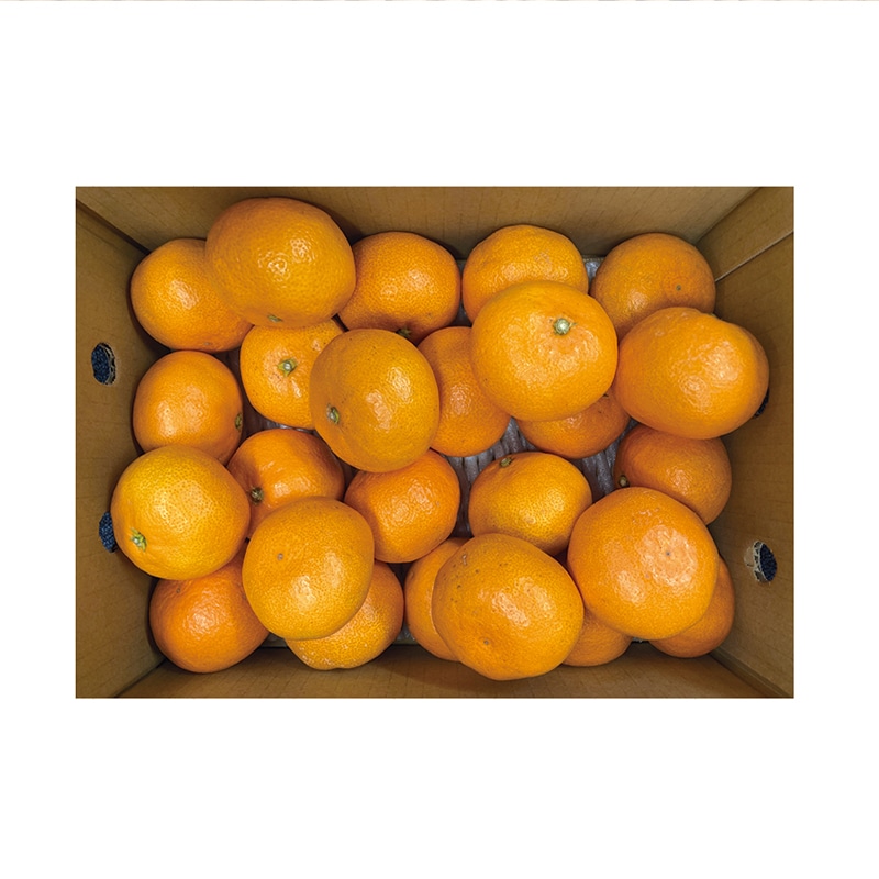 【予約販売】和みかん 3kg(23~38個)